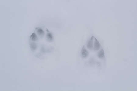 Dog trail in the snow on a frosty morning.の写真素材