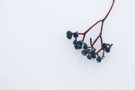 bunches of wild grapes in the snow close up.の写真素材