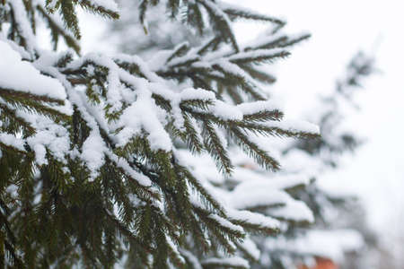 Branch of fir tree covered with snow, closeup. sharp frosts. fabulous light and colorful picture.の写真素材
