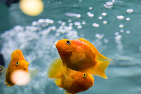 Decorative fish in the aquarium. Angelfish and Goldfish.の写真素材