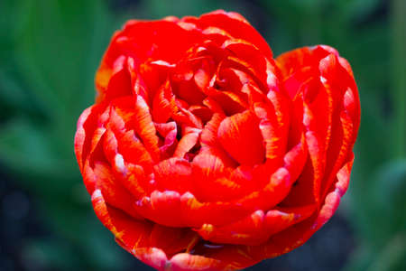 The head of a red tulbpan closeupの写真素材