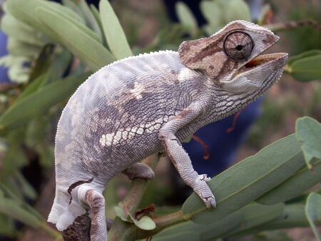 changing skin chameleonの写真素材