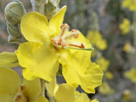feltwort flower