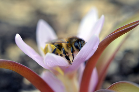 Bee on a colchicum flowerの写真素材