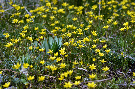 Spring blooming of gagea