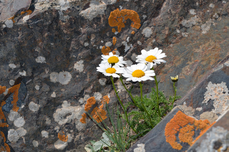 White flowers with yellow center on the rocksの写真素材