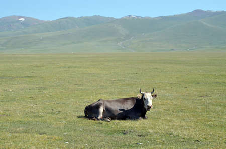 Cow is resting on a mountain pastureの写真素材