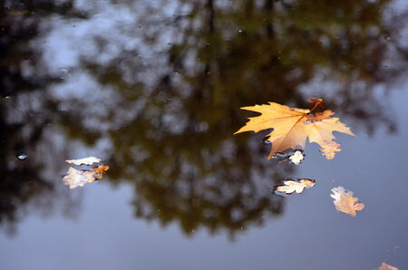 Fallen leaves floating in the dark waterの写真素材