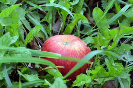 Ripe red apple in green grassの写真素材