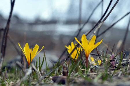 Blooming yellow Colchicum luteum in early springの写真素材