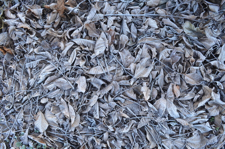 Fallen leaves covered with frost in the gardenの写真素材