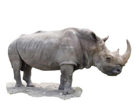 The big rhinoceros izolated in white backgroundの写真素材