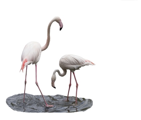 The flamingo looks after a female izolated in white backgroundの写真素材