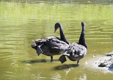 Black swansの写真素材