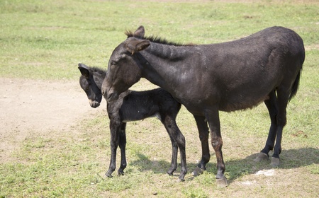 Foal with her mother at the zooの写真素材