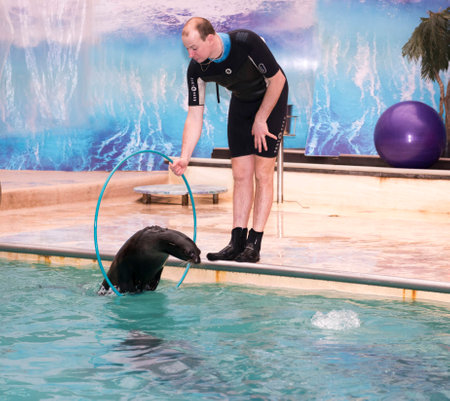 Rostov-on-Don, Russia- February 1, 2015: Sea lion jumping through a hoop in the hands of the trainer in the Rostov dolphinarium , dolphins - under waterのeditorial素材