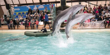 Rostov-on-Don, Russia- February 1, 2015: Dolphin drags the boy in the boat, the audience admired what he saw in the Rostov dolphinariumのeditorial素材