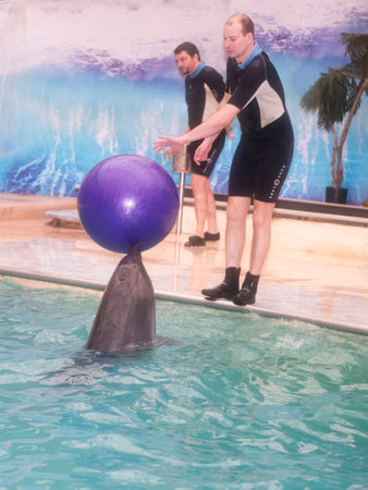 Rostov-on-Don, Russia- February 1, 2015: Dolphin trainer brought the ball in the Rostov dolphinariumのeditorial素材