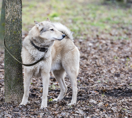 Laika on a leash