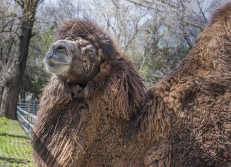 Bactrian camels at the spring farmの写真素材
