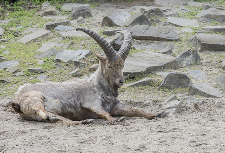 Caucasian tur restのeditorial素材