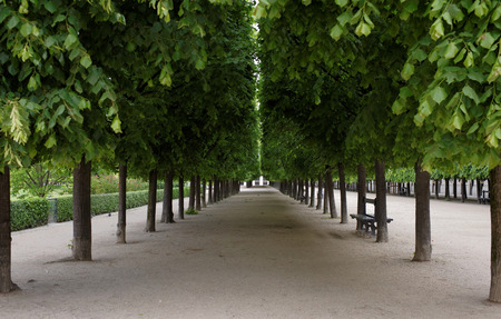 Path along the treesの写真素材