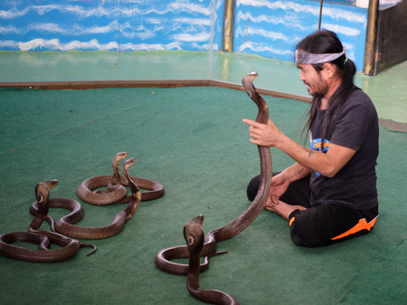   Pattaya,Thailand- November 20,2017: Show of snakes.Performer play with cobra during a show in...