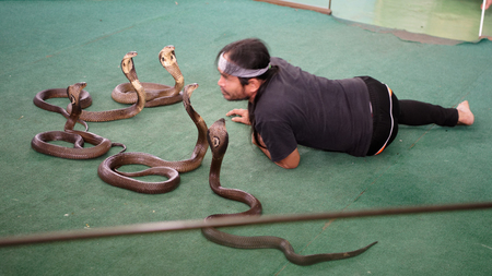   Pattaya,Thailand- November 20,2017: "Show of snakes".Performer play with cobra during a show in Pattaya Snake Showのeditorial素材