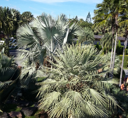  Pattaya,Thailand- November 24; 2017: Nong Nooch Tropical Botanical Garden is a 500-acre botanical garden and tourist attraction のeditorial素材