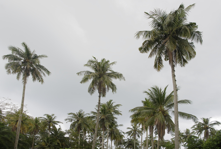 Ko Kut,Thailand- February 25,2018: Coconut palms on the coconut islandの写真素材