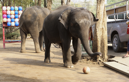 Kanchanaburi,Thailand- February 20,2018: Elephants play ball in front of tourists under the guidance of trainerのeditorial素材