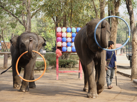 Kanchanaburi,Thailand- February 20,2018: Elephants rotate hoops in front of tourists under the guidance of trainerのeditorial素材