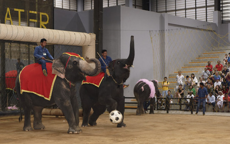 Pattaya,Thailand- February 23,2018: Elephants, under the guidance of coaches, play football.Park Nong Noochのeditorial素材