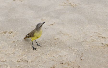Beautiful bird on the beach of Copacabana. Rio de Janeiro, February 2020