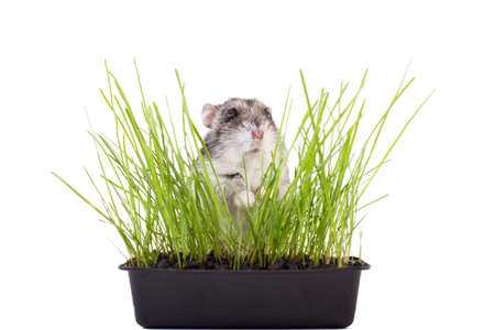 small hamster hiding in green grass on white backgroundの写真素材