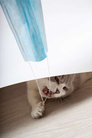 cat grabbed the mask. Medical mask for cat. Virus protected cat. Cat hanging medical maskの写真素材
