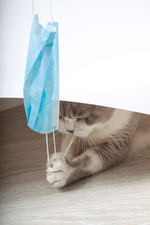 Medical mask for cat. Virus protected cat. Cat hanging medical maskの写真素材