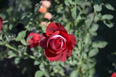 beautiful red rose blooming at summer dayの写真素材