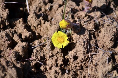 beautiful yellow flower in the end of marchの写真素材