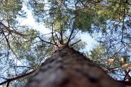 looking up in the pine tree forest in springの写真素材