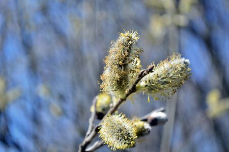 Flowering aspen branch, in the springの写真素材