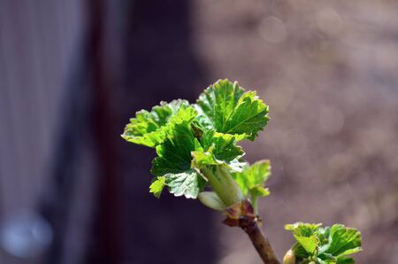 small young green leaves flowering springの写真素材