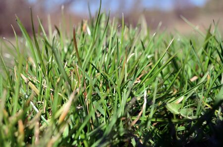 green young grass in springの写真素材