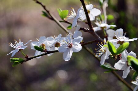 Cherry branch blossom flowers in Aprilの写真素材