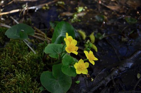 yellow cowslip flowers bloming in Aprilの写真素材