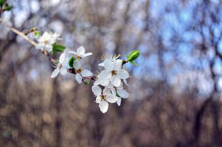 Cherry tree blossom flowers at spring aprilの写真素材