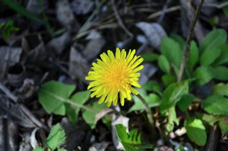 beautiful foalfoot flower blooming at springの写真素材
