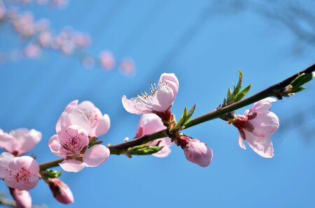 Branches of flowering tree in the sunlightの写真素材
