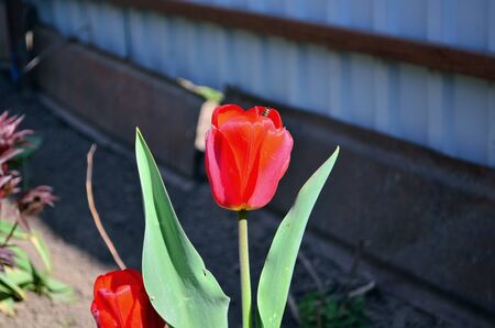 a bee climbing in red tulipの写真素材