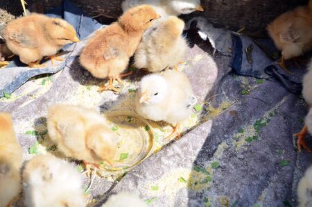 Small chicks walking in the boxの写真素材